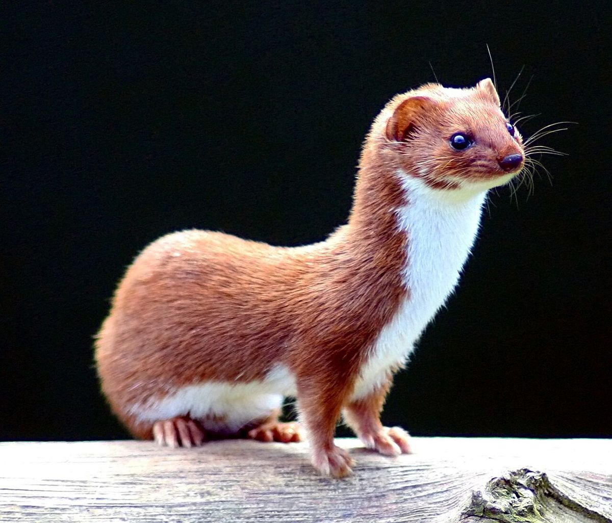 Vessla