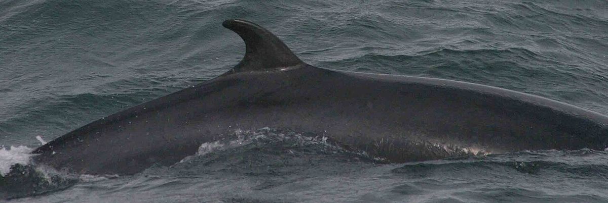 Vikval
