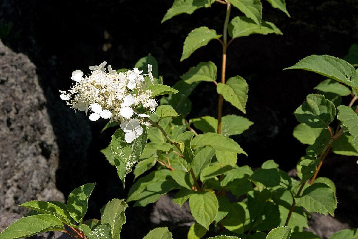 Vipphortensia