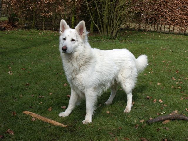 Vit herdehund