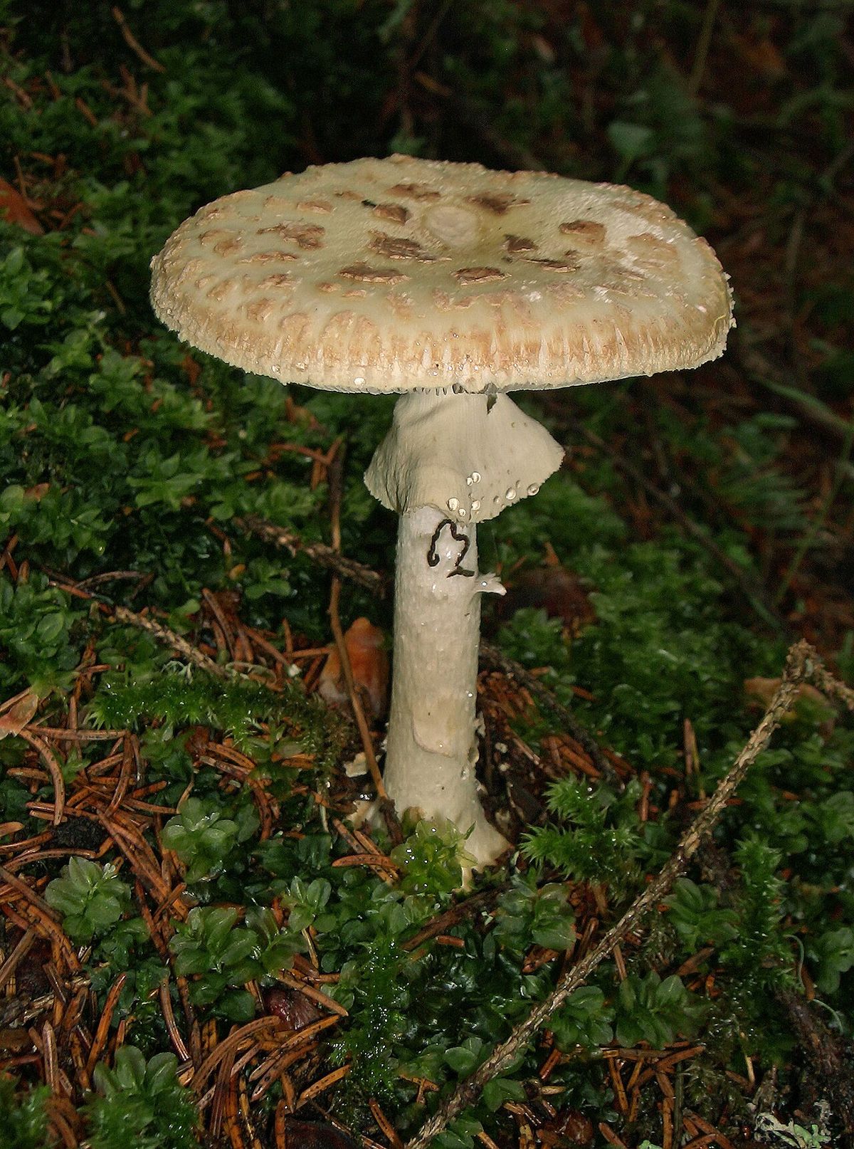 Vitgul flugsvamp