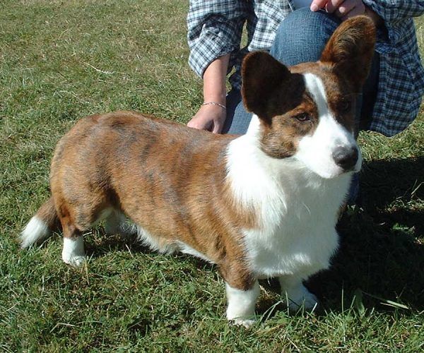 Welsh corgi cardigan