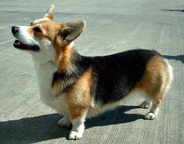 Welsh corgi pembroke