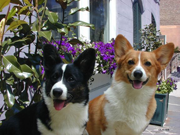 Welsh corgi