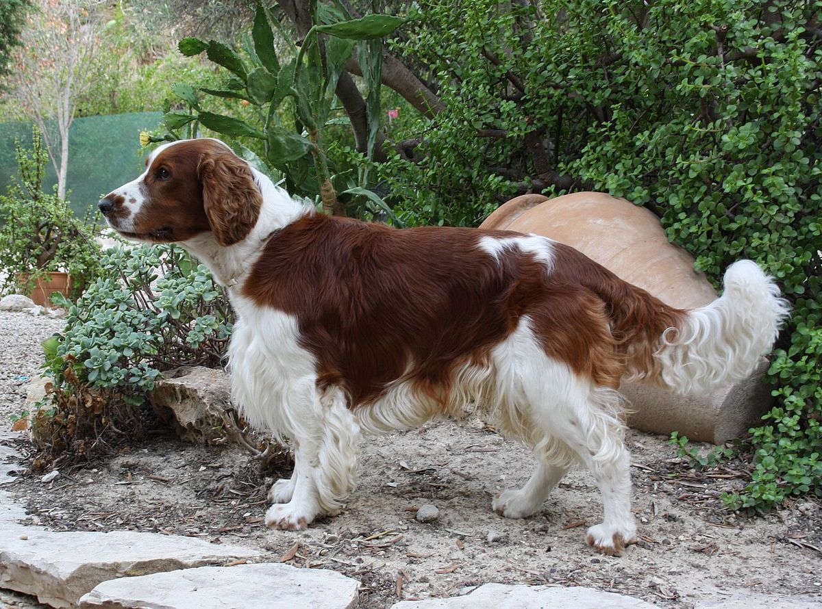 Welsh springer spaniel