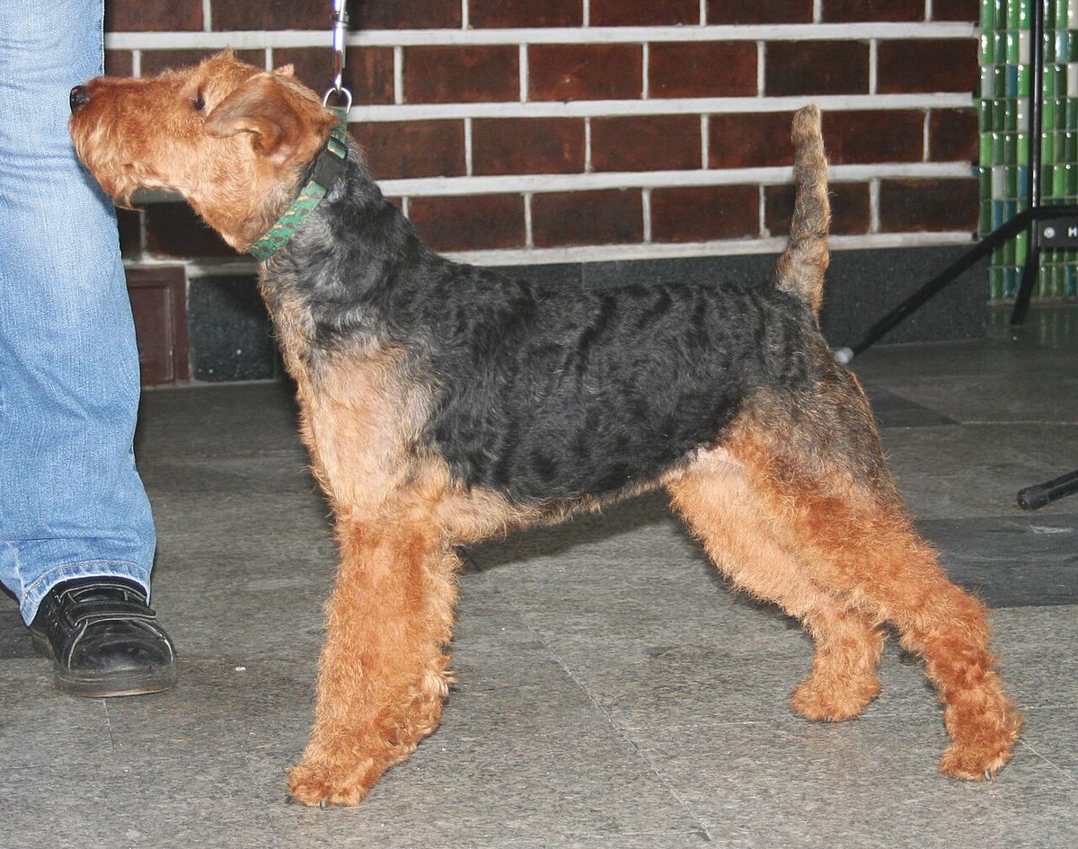 Welshterrier