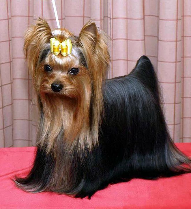 Yorkshireterrier