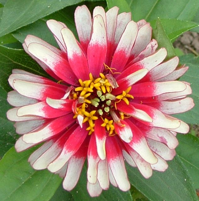 Zinniasläktet