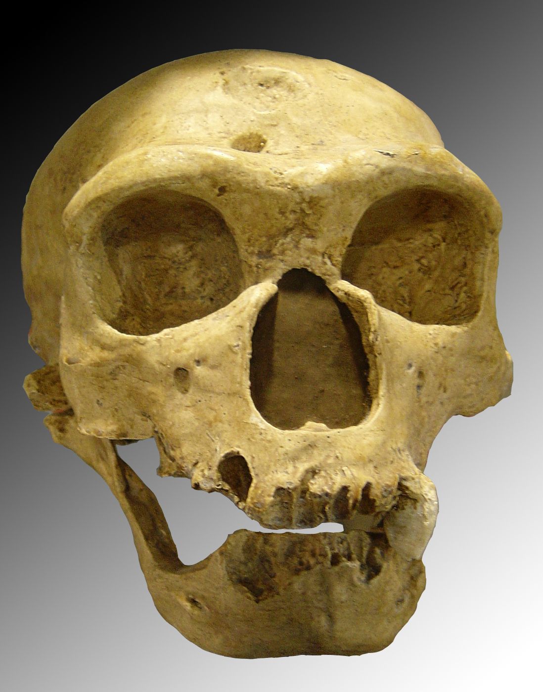 Neandertalare