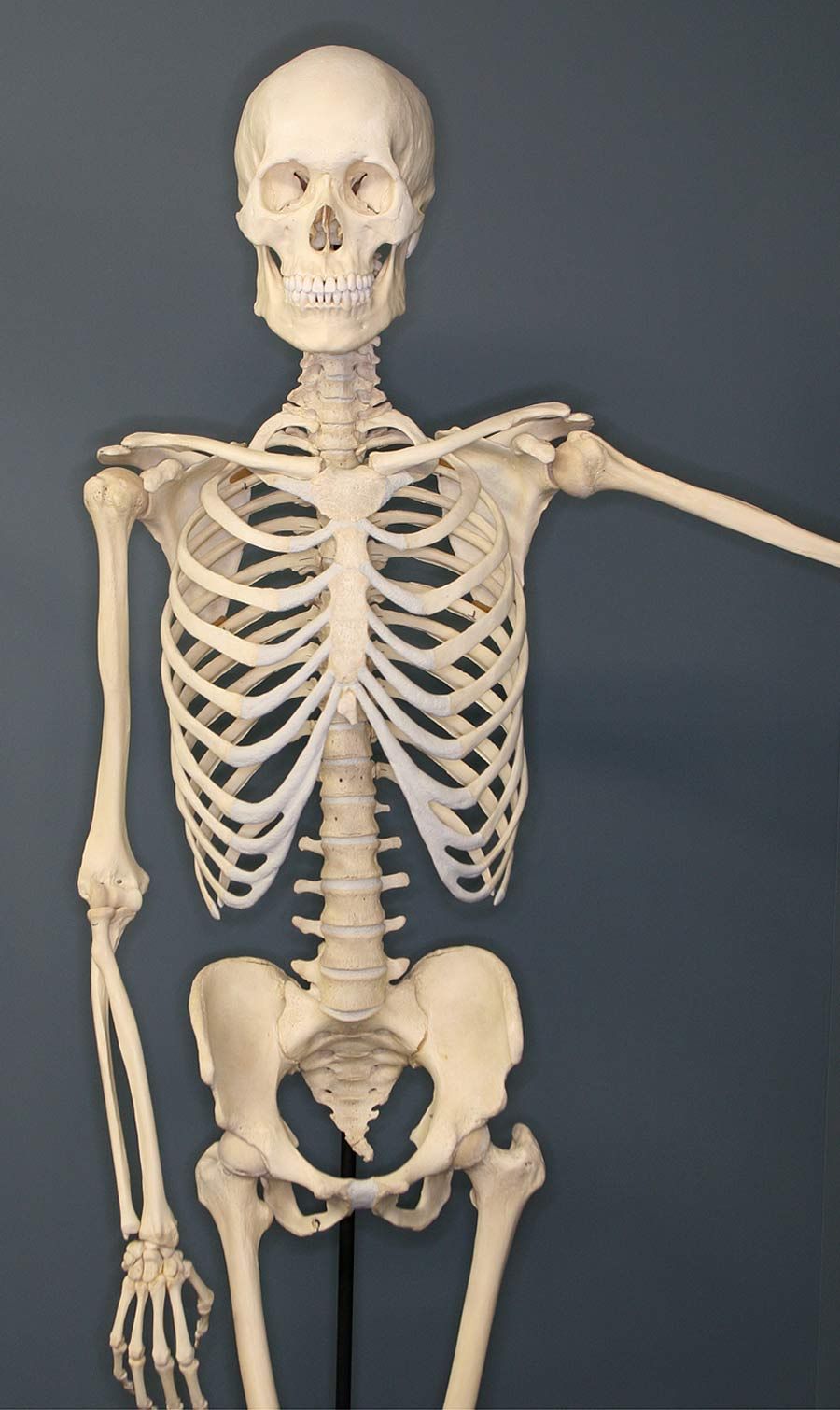 Skeleton