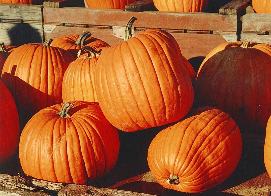 Pumpa